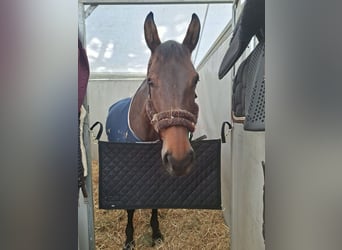 Selle Français, Merrie, 9 Jaar, 172 cm, Bruin