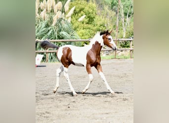 Selle Français, Merrie, Veulen (05/2026), 165 cm, Tobiano-alle-kleuren
