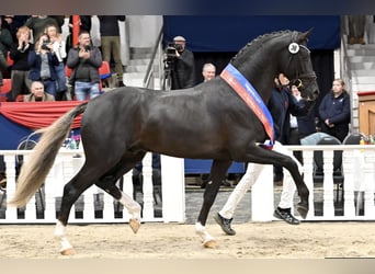 Selle Français, Merrie, , 170 cm, Donkere-vos
