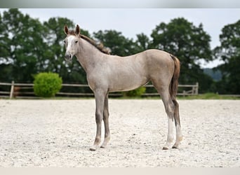 Selle Français, Merrie, Veulen (03/2026), Schimmel