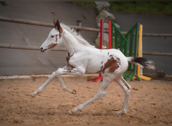 Selle Français, Merrie, veulen (06/2024), Tobiano-alle-kleuren