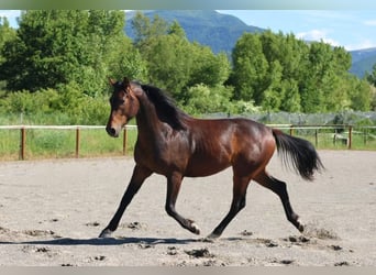 Selle français, Ogier, 2 lat, 160 cm, Gniada