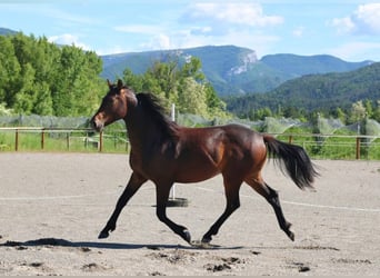 Selle français, Ogier, 2 lat, 160 cm, Gniada