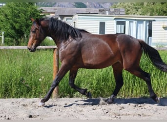 Selle français, Ogier, 2 lat, 160 cm, Gniada