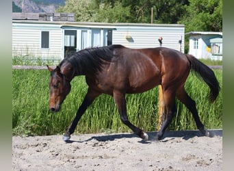 Selle français, Ogier, 2 lat, 160 cm, Gniada