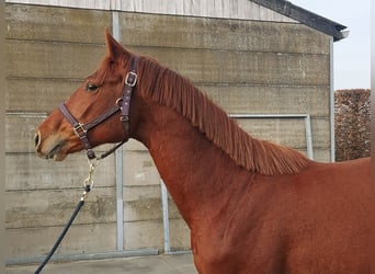 Selle français, Ogier, 3 lat, 172 cm, Kasztanowata