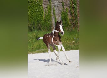 Selle français, Ogier, , Tobiano wszelkich maści
