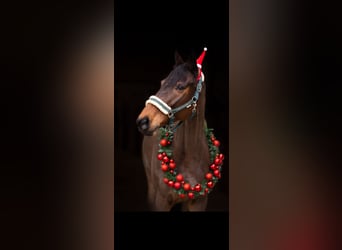 Selle Français, Ruin, 10 Jaar, 168 cm, Donkerbruin