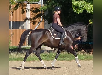 Selle Français, Ruin, 11 Jaar, 163 cm, Zwart