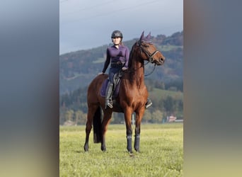 Selle Français, Ruin, 11 Jaar, 166 cm, Bruin