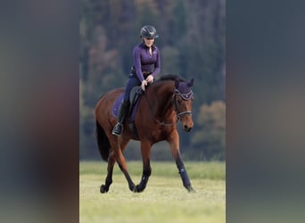 Selle Français, Ruin, 11 Jaar, 166 cm, Bruin