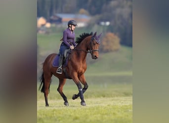 Selle Français, Ruin, 11 Jaar, 166 cm, Bruin