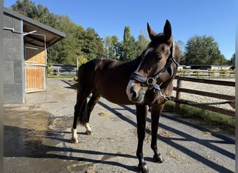 Selle Français, Ruin, 11 Jaar, 166 cm, Bruin