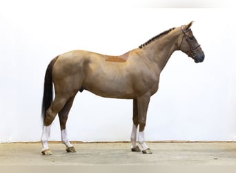 Selle Français, Ruin, 11 Jaar, 168 cm, Vos