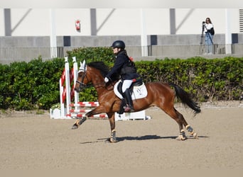 Selle Français, Ruin, 12 Jaar, 144 cm, Bruin