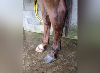 Selle Français, Ruin, 12 Jaar, Bruin