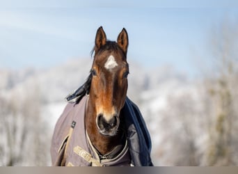 Selle Français, Ruin, 13 Jaar, 168 cm, Bruin