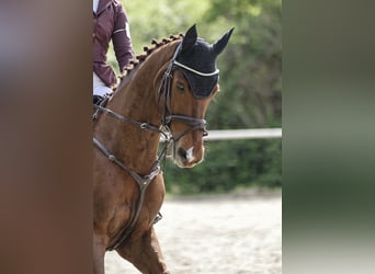 Selle Français, Ruin, 13 Jaar, 168 cm, Donkere-vos