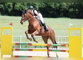 Selle Français Mix, Ruin, 13 Jaar, 168 cm, Vos