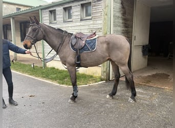 Selle Français, Ruin, 13 Jaar, 168 cm, Zwartbruin
