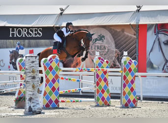 Selle Français, Ruin, 13 Jaar, 169 cm, Bruin