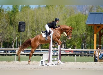 Selle Français, Ruin, 13 Jaar, 170 cm, Vos