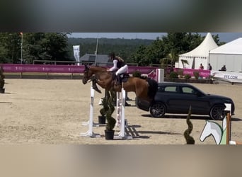 Selle Français, Ruin, 13 Jaar, Roodbruin