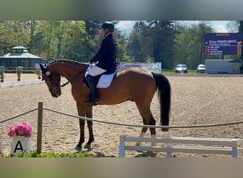 Selle Français, Ruin, 14 Jaar, 165 cm, Bruin