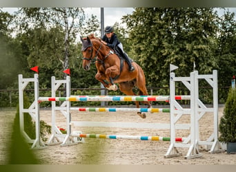 Selle Français, Ruin, 14 Jaar, 172 cm, Vos