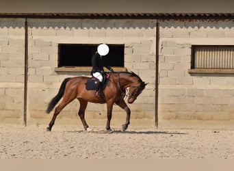 Selle Français, Ruin, 14 Jaar, 173 cm, Bruin