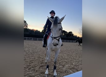 Selle Français, Ruin, 15 Jaar, 168 cm, Schimmel