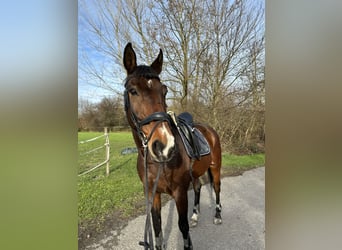 Selle Français, Ruin, 16 Jaar, 173 cm, Donkerbruin