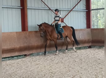 Selle Français, Ruin, 17 Jaar, 180 cm, Zwartbruin