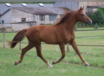 Selle Français, Ruin, 2 Jaar, 173 cm, Donkere-vos