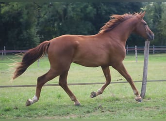 Selle Français, Ruin, 2 Jaar, 173 cm, Donkere-vos