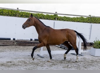 Selle Français, Ruin, 3 Jaar, 158 cm, Bruin