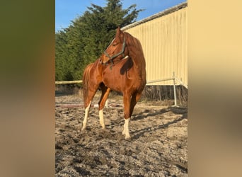 Selle Français, Ruin, 3 Jaar, 162 cm, Vos