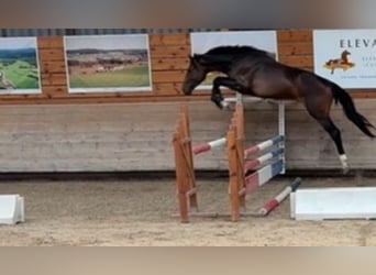 Selle Français, Ruin, 3 Jaar, 163 cm, Zwartbruin