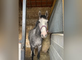Selle Français, Ruin, 4 Jaar, 163 cm, Appelschimmel