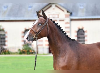 Selle Français, Ruin, 4 Jaar, 164 cm, Bruin