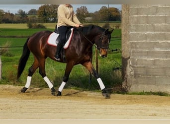 Selle Français, Ruin, 4 Jaar, 170 cm, Bruin