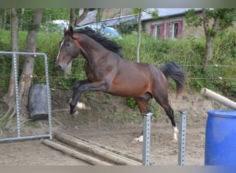 Selle Francais, Wallach, 4 Jahre, Brauner