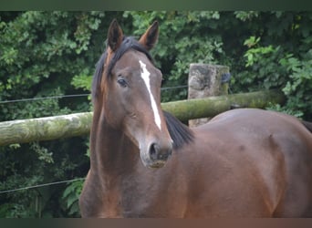 Selle Francais, Wallach, 4 Jahre, Brauner