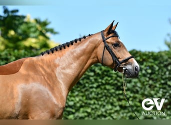 Selle Français, Ruin, 5 Jaar, 164 cm, Bruin