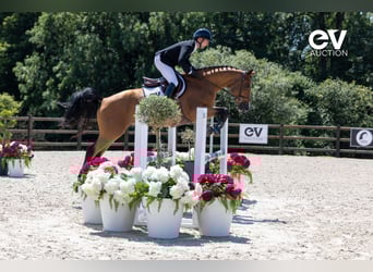 Selle Français, Ruin, 5 Jaar, 164 cm, Bruin
