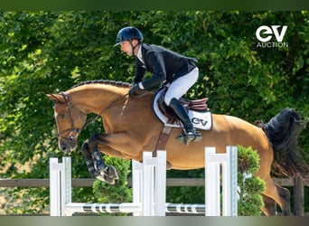Selle Français, Ruin, 5 Jaar, 164 cm, Bruin