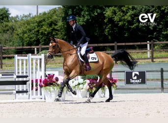 Selle Français, Ruin, 5 Jaar, 164 cm, Bruin