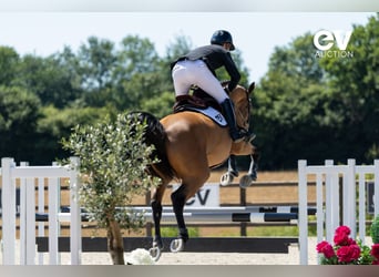 Selle Français, Ruin, 5 Jaar, 164 cm, Bruin