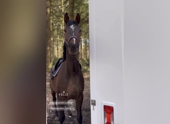 Selle Français, Ruin, 5 Jaar, 168 cm, Zwartbruin