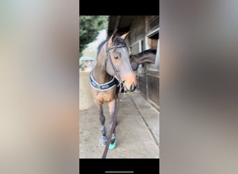Selle Français, Ruin, 5 Jaar, 169 cm, Bruin